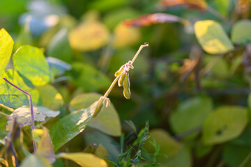 Lush foliage with developing pods, Rich green leaves and dense soybean stands, Bright green soybean leaves and mature pods indicating active crop health and development stages