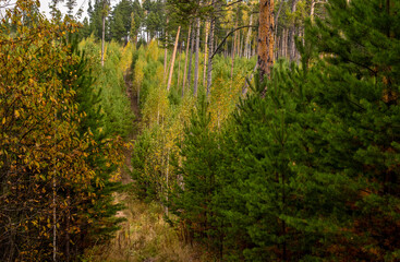 A young pine forest on a spring day.