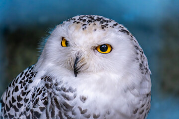 Polar owl's head in close-up.