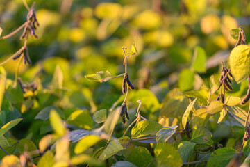 Dewy soybean stems under warm glow, Dense soybean crop with glowing veins and lush foliage, Closeup of vibrant soybeans in thriving industrial seed cultivation area