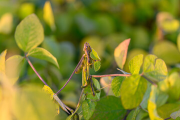 Soybean pod details, Closeup of soybean seed pods, Highresolution image highlighting soybean pod textures, Detailed view of soybean pods showcasing textures and color variations