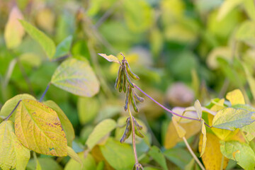 Scientific photograph showcasing soybean seed development and plant features, Editorial image capturing fine hairs on soybean stems with seed growth and artistic background