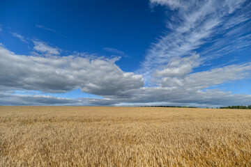 Golden Fields Spread Out Under a Clear Blue Sky Celebrating Natures Abundant Bounty