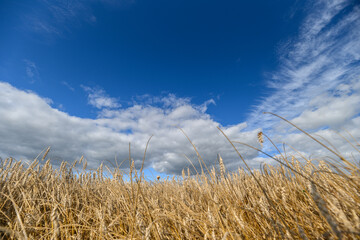Fototapeta premium A Golden Wheat Field Basks Under a Brilliant Blue Sky with Dramatic, Fluffy Clouds Above