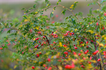 Obraz premium A Lush and Vibrant Berry Bush Adorned with Beautiful Green Leaves in the Embrace of Nature