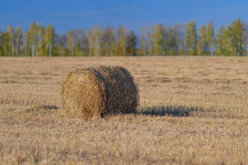 Fototapeta premium Golden Hay Bales Nestled in a Serene and Picturesque Field Landscape Filled with Natural Beauty