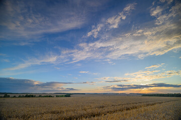 Fototapeta premium A Serene Sunset Over a Beautiful Cotton Field, Perfectly Capturing Natures Tranquility