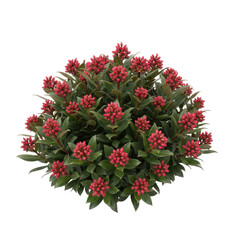 Naklejka premium Vibrant cluster of small red flowers on a dark background isolated