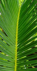  Close up of sharp green cycad palm leaves showing natural texture and linear pattern.
