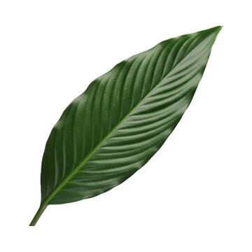 Vibrant green leaf isolated on a stark transparent background showcasing intricate vein details