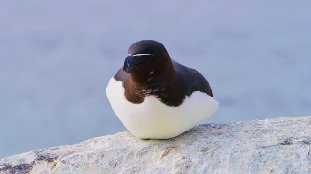 A razorbill (Alca torda), rests peacefully on a rocky cliff above the Arctic Ocean on Horn&oslash;ya Island, northern Norway. A calm moment in pristine Nordic nature.