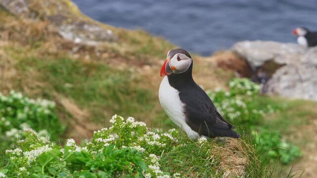 Atlantic puffin (Fratercula arctica) perches on Horn&oslash;ya Island, Norway, with the sea behind. The seabird surveys its surroundings and leaps off, showcasing the charm of its Arctic habitat.