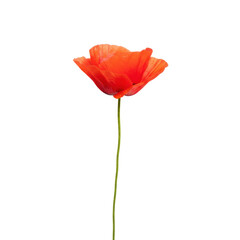 Vibrant Scarlet Poppy in Solitary Bloom Against a Deep Void Isolated on Transparent Background