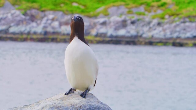 A razorbill (Alca torda) stands alert on a coastal rock on Horn&oslash;ya Island, northern Norway. The Arctic seabird looks around its surroundings, embodying the calm and purity of Nordic wildlife.