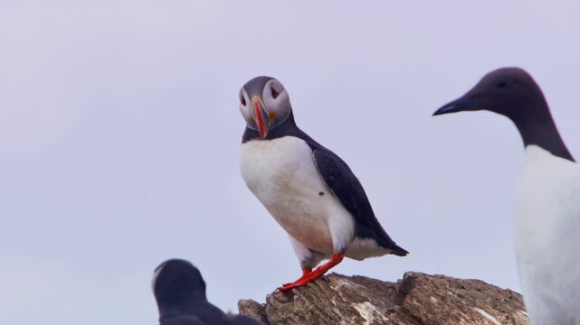 Cinematic shot of an Atlantic puffin standing on a rocky cliff on Horn&oslash;ya Island, Vard&oslash;, Finnmark, Norway, with a razorbill waddling in the foreground against a bright white Arctic sky, Nordic nature.