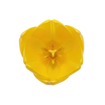 Vibrant yellow tulip bloom captured from above against a stark transparent background