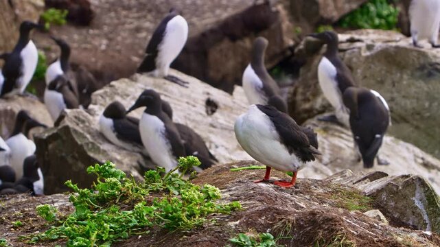 Close-up of an Atlantic puffin (Fratercula arctica) preening its feathers on a rocky cliff among a colony of razorbills (Alca torda) on Horn&oslash;ya Island, Vard&oslash;, Northern Norway, during Arctic summer.