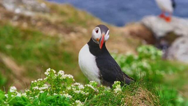 Atlantic puffin stands on a grassy hill at Horn&oslash;ya Island, Norway, with the sea in the background. The colorful seabird with vivid plumage and distinctive beak observes its Arctic surroundings.