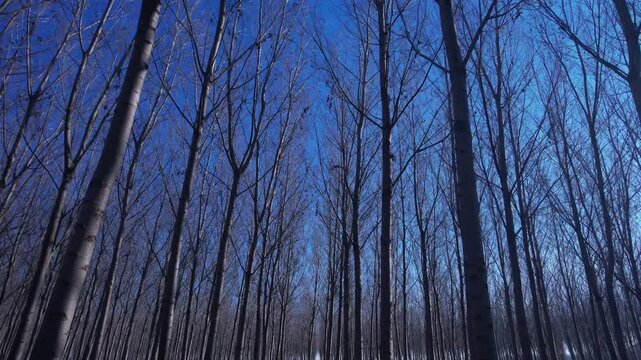 Video of tall, leafless trees in a poplar grove, intense blue sky, and winter backlighting
