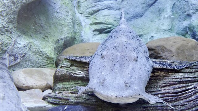 he freshwater wolffish rests quietly near the riverbed.