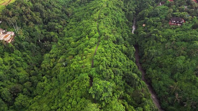 Aerial drone view over tropical Bali showing dense green forest a river flowing through the valley and the Campuhan Ridge Walk visible on a rainy gloomy day with a calm peaceful atmosphere