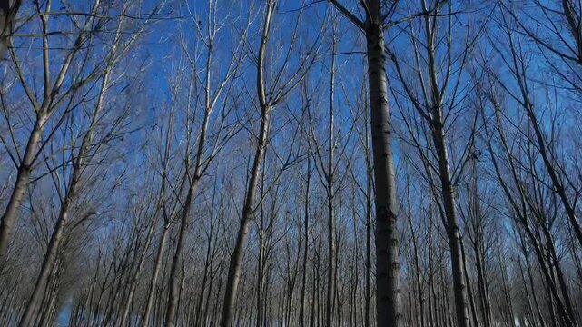 Video of tall, leafless trees in a poplar grove, intense blue sky, and winter backlighting