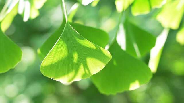 Green leaves of the ginkgo biloba.