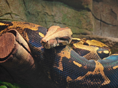 close up of a python resting on the branch under light in the zoo