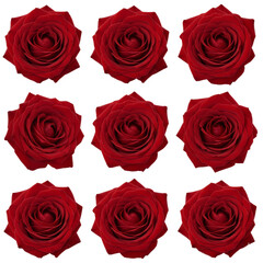 Naklejka premium Full set of nine vivid red roses with lush petals arranged symmetrically on isolated transparent
