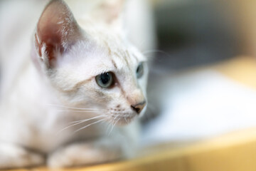 Closing up cute cat is perched atop a carton package. Cute kitten is seated and observing the package from above.a