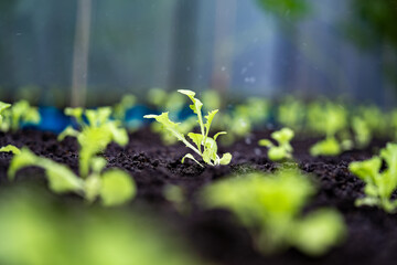 Close up of a sprout planted in the soil for planting. The stems of kale sprouts growing on the soil. Soil for cultivation is a contains nutrients for growth plant.