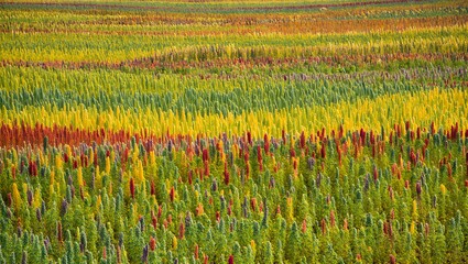 Vast Multicolored Quinoa Fields in the Andes