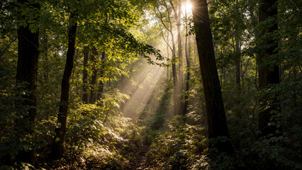 Early morning serene forest with sun ray