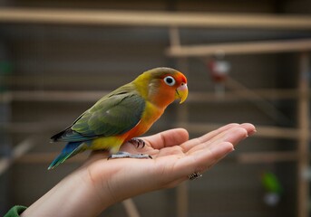 사람 손 위에 앉아 있는 모란앵무새 교감 장면