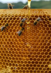 황금빛 벌집 위에서 꿀을 모으는 꿀벌 클로즈업 사진