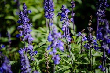 Obraz premium a vivid bee feeding nectar from small purple delphinium flower in wild garden field
