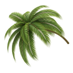 Lush green palm tree crown with fanned fronds, isolated against a solid black background