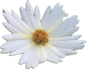 spike white Cactus flower isolate on white background