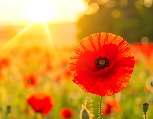 Close-up of a vibrant red poppy, backlit by the sun, in a field