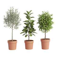 A row of three different potted ornamental plants in terracotta pots on a black background