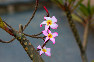 Pink frangipani flowers in the garden against a natural background.