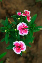 Dianthus chinensis flower blooming in the garden with natural background