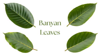 Banyan Leaves PNG Set, Four Ultra Realistic 4K Photorealistic Green Banyan Tree Leaves with Broad Oval Shape, Prominent Veins, and Natural Texture Isolated on White Background for Botanical Design