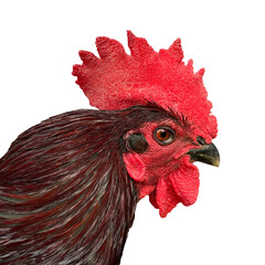 rooster isolated on white background,A side view of a rooster with black feathers.