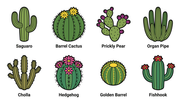 Diverse Cactus Collection Illustration Saguaro Barrel Prickly Pear Organ Pipe Cholla Hedgehog Golden Barrel Fishhook