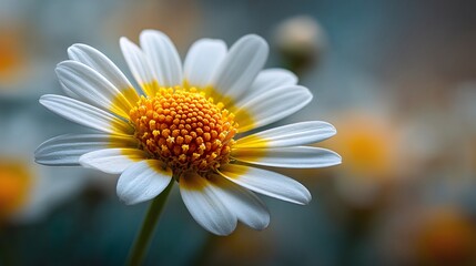 Fototapeta premium Close-up of a beautiful flower with a soft blur effect highlighting intricate yellow details