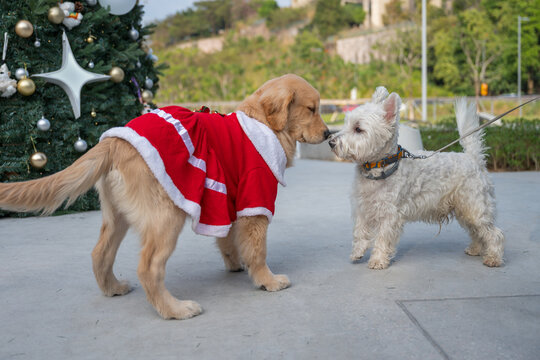 The Golden Retriever puppy dressed in Christmas attire interacts amicably with a West Highland White Terrier.