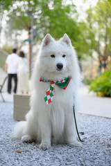 The adorable Samoyed sits on the ground outdoors.