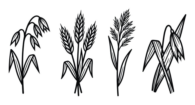 Four Black and White Grain Stalk Illustrations, Oat, Wheat, Rye