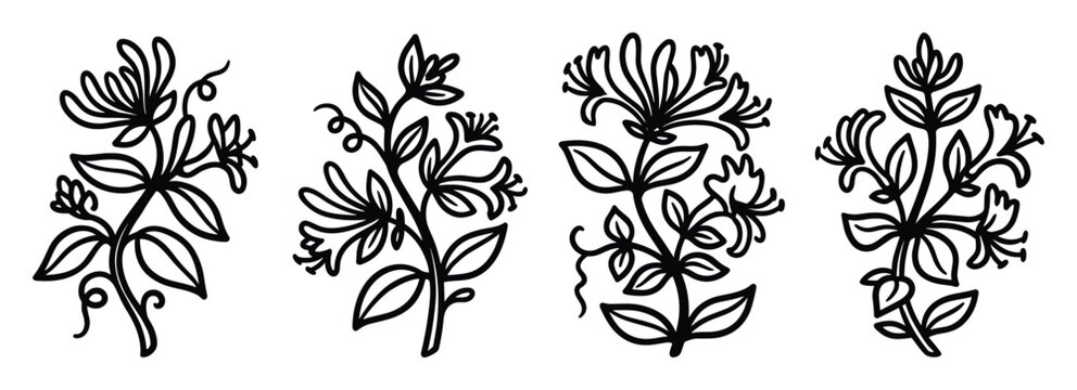 Four Honeysuckle Floral Outlines Black and White Botanical Art